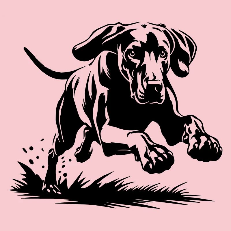 Weimaraner