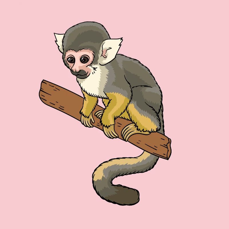 Squirrel monkey squirrel monkey primate