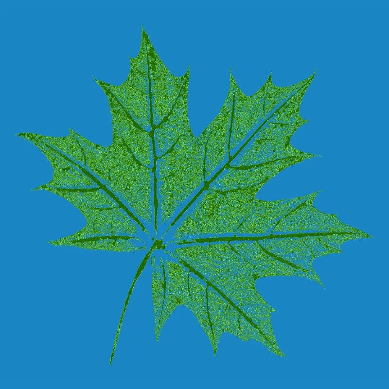 Leaf Maple / Maple Leaf