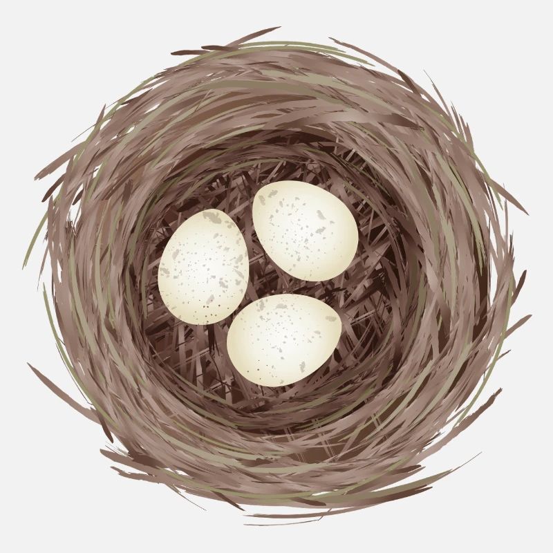 Bird's Nest with Three Eggs – Natural Illustration