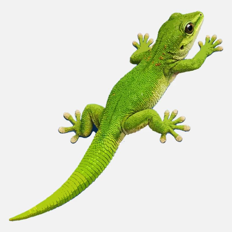 Escalade de gecko 1