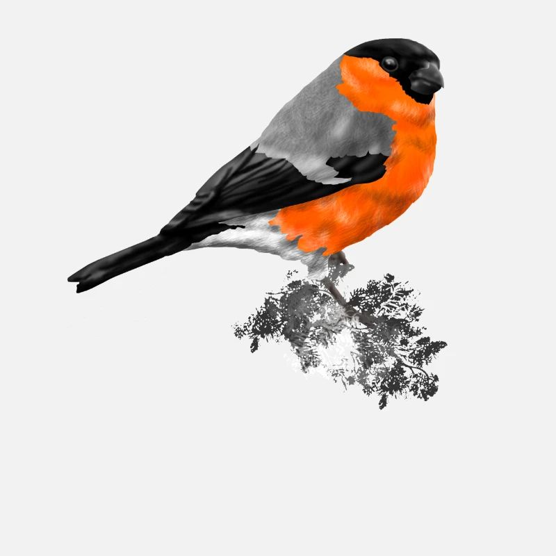 bird