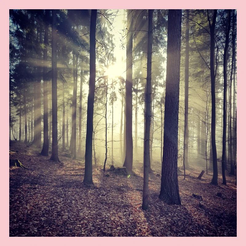 Rayons de soleil Lumière de la forêt