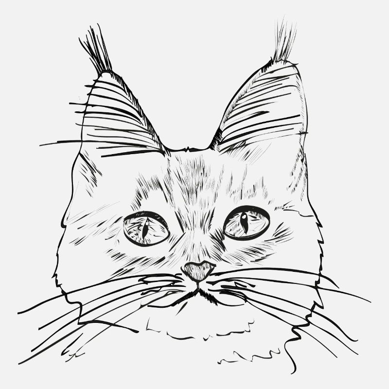 Chat de race