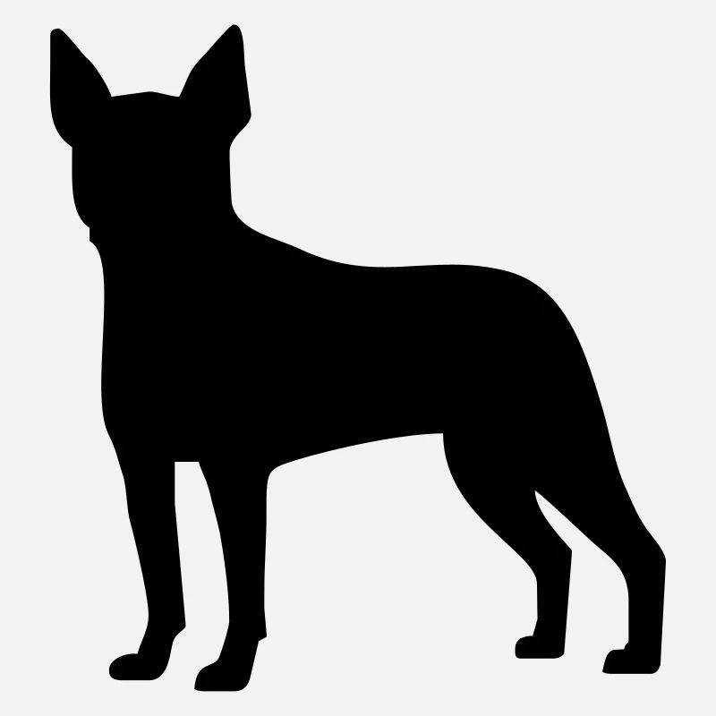 Boston Terrier