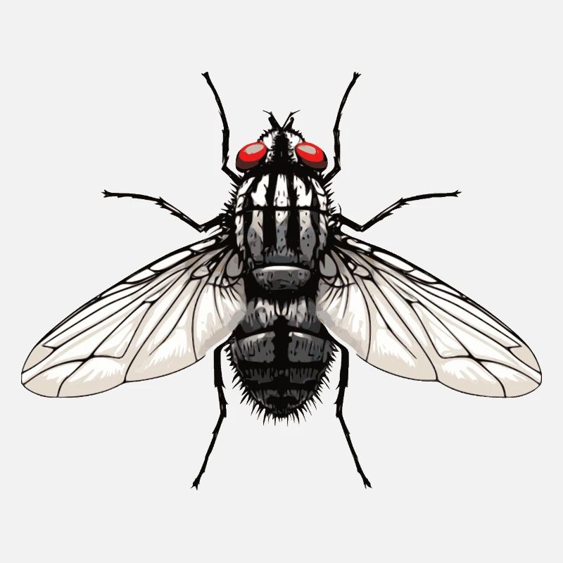 Fly