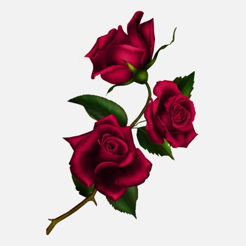 roses