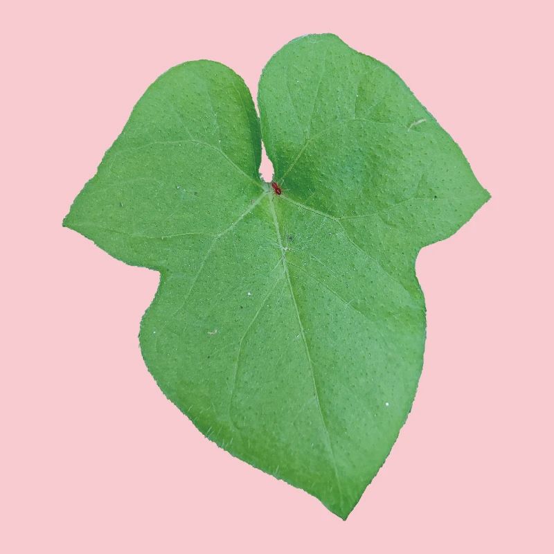 Green_Leaf_-_Tiny_Red_Spider