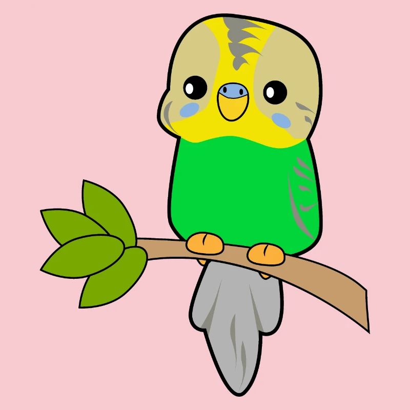 Perroquet budgerigar