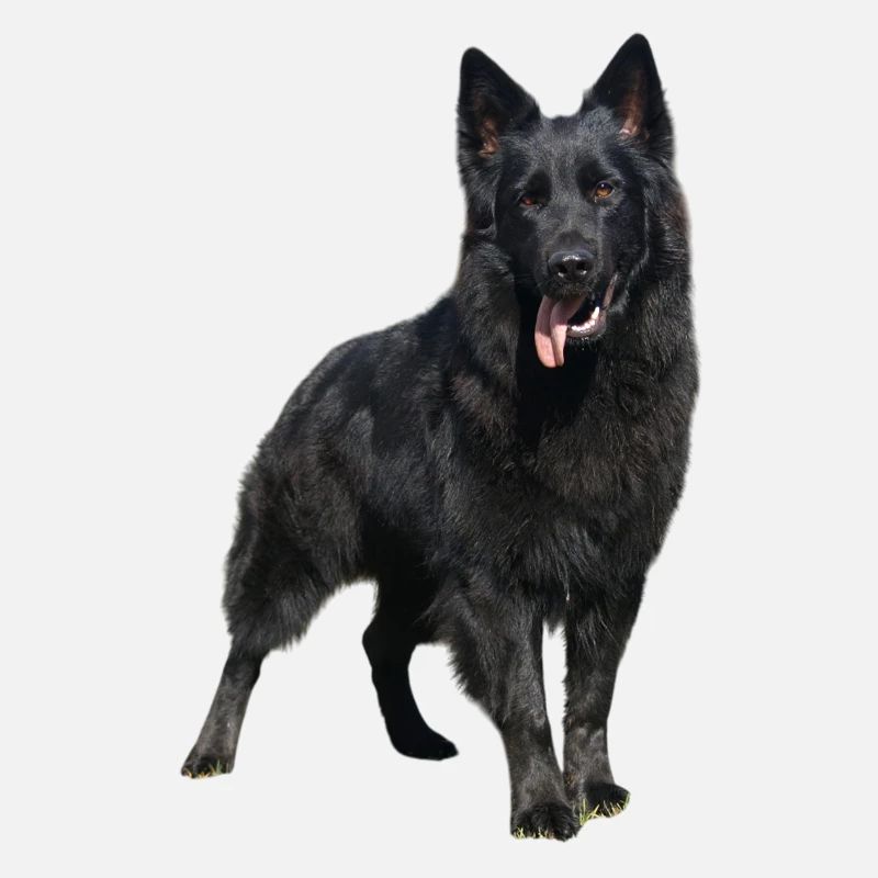 schwarzer Schäferhund