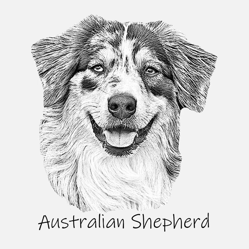 Australia Shepherd drawing walking dog Shepherd