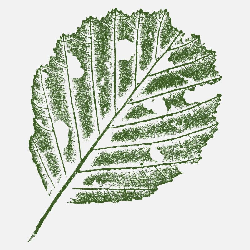 Leaf Print - Alder