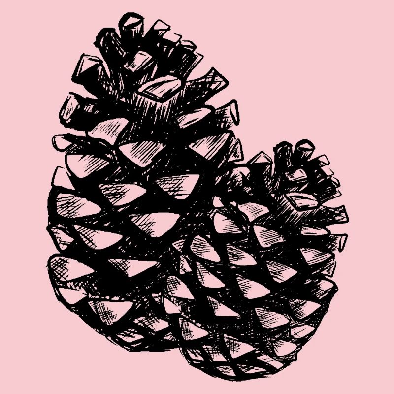 Two pine cones