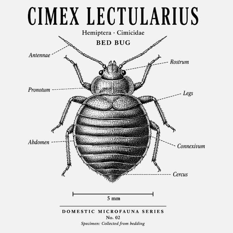 Bed Bug – Domestic Microfauna No. 02