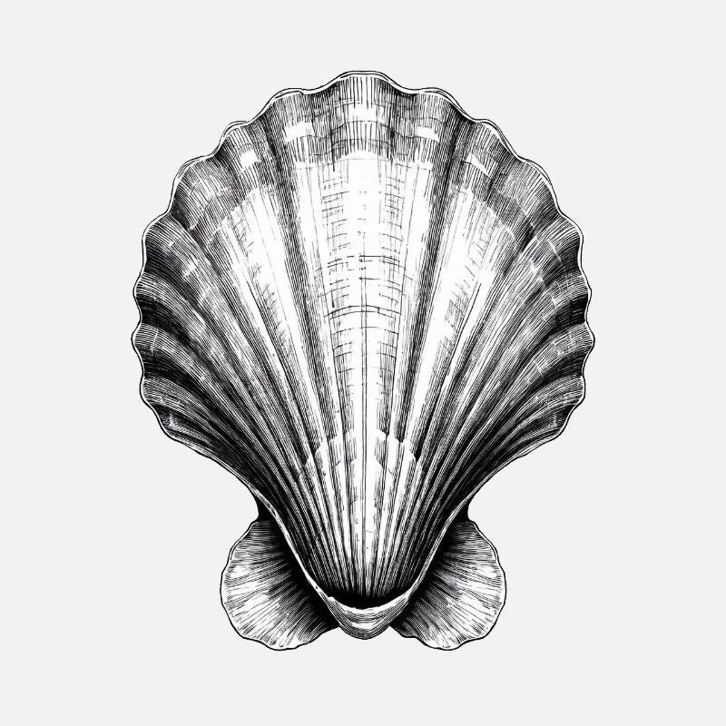 Stunning shell illustration