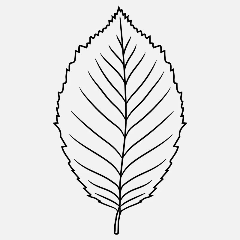 silhouette beech leaf tree plant shape clip art desig