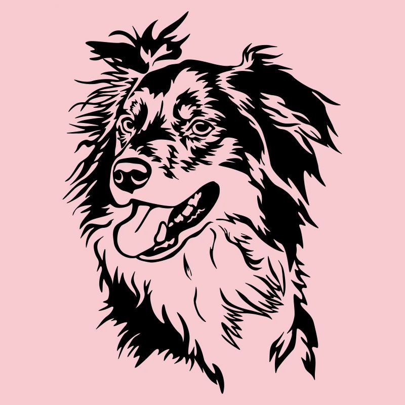 Border Collie head