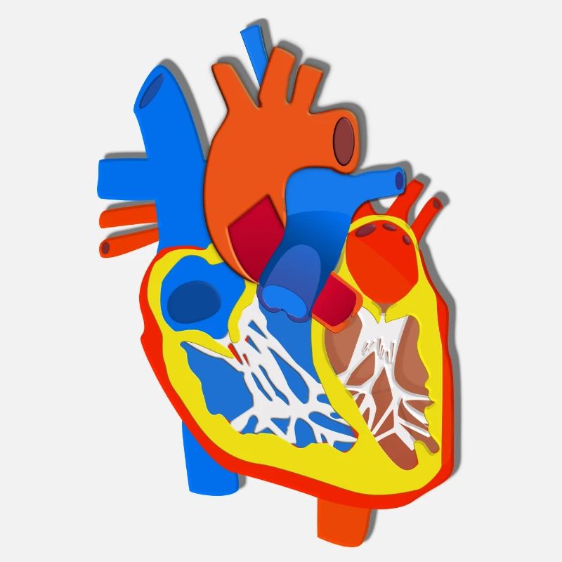 Illustration d’anatomie du cœur coloré