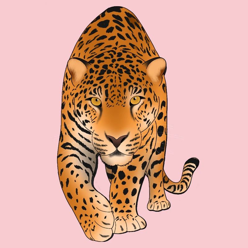 Leopard Big Cat 