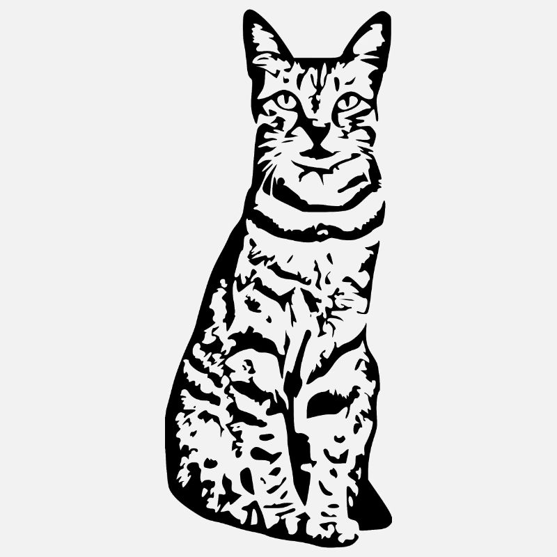 Chat chat noir chaton