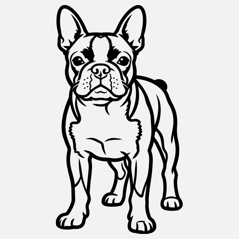 Boston Terrier