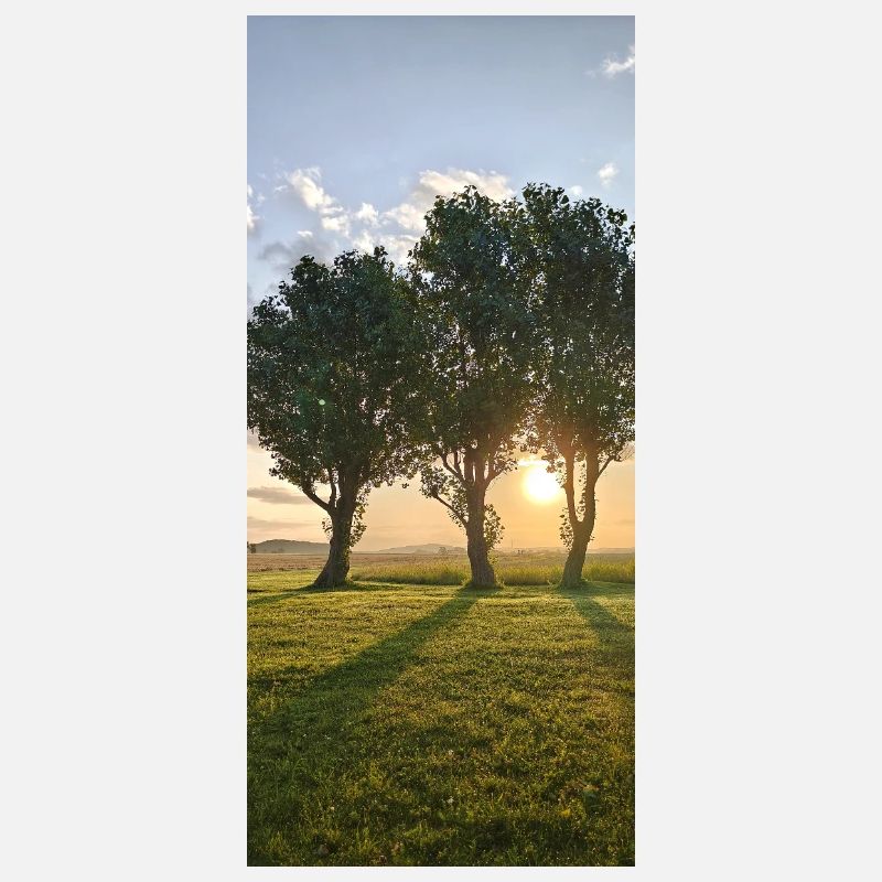 Rangée d’arbres au lever du soleil en Suède