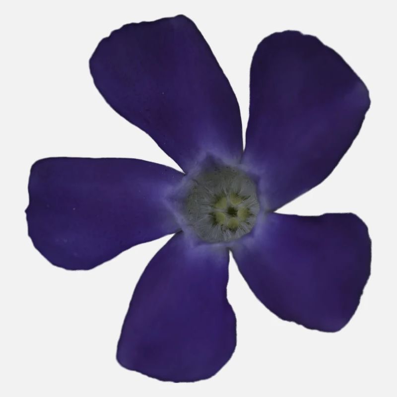 Fleur pourpre pervenche