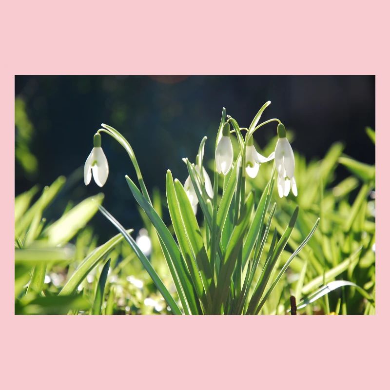 Snowdrop Spring Bloom Design
