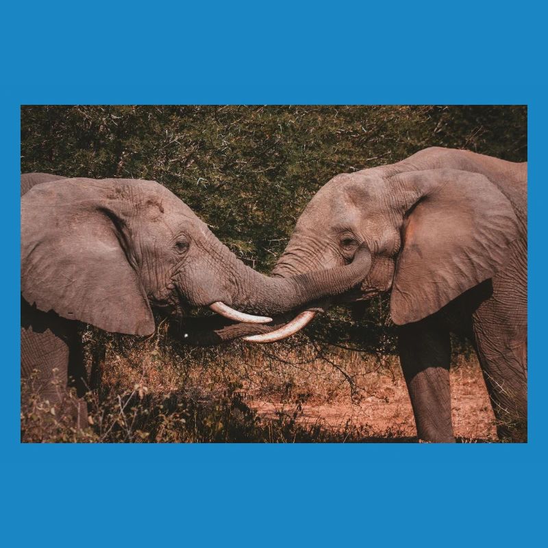 Elephants Intertwining Trunks