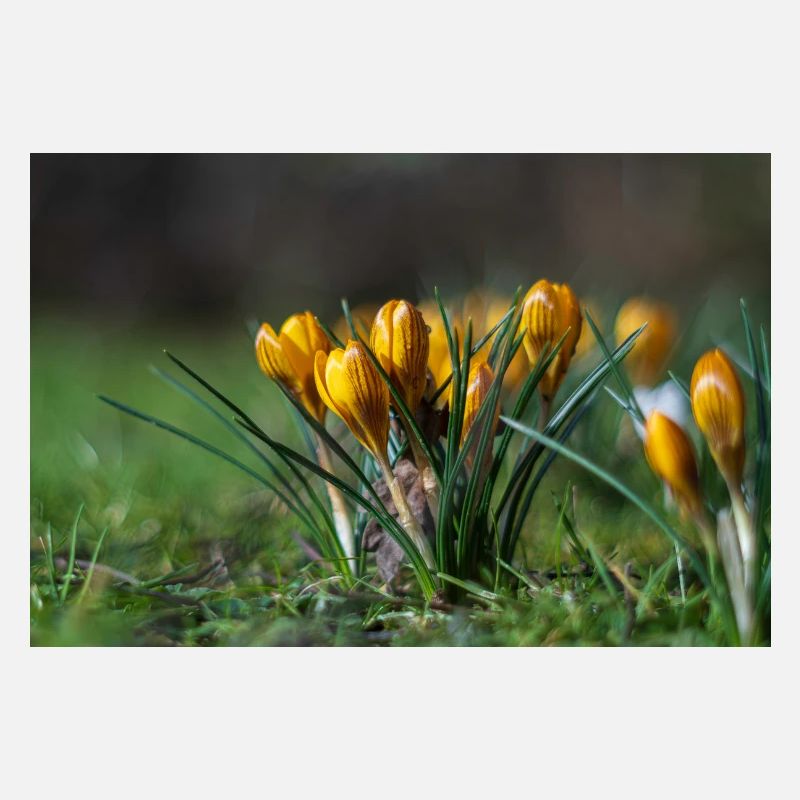 Gros plan de fleurs