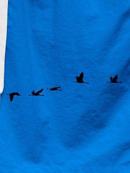 Migratory Birds Crane Bird