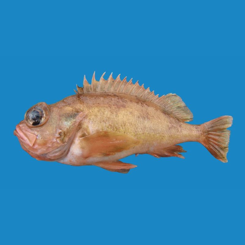 Fish Redfish