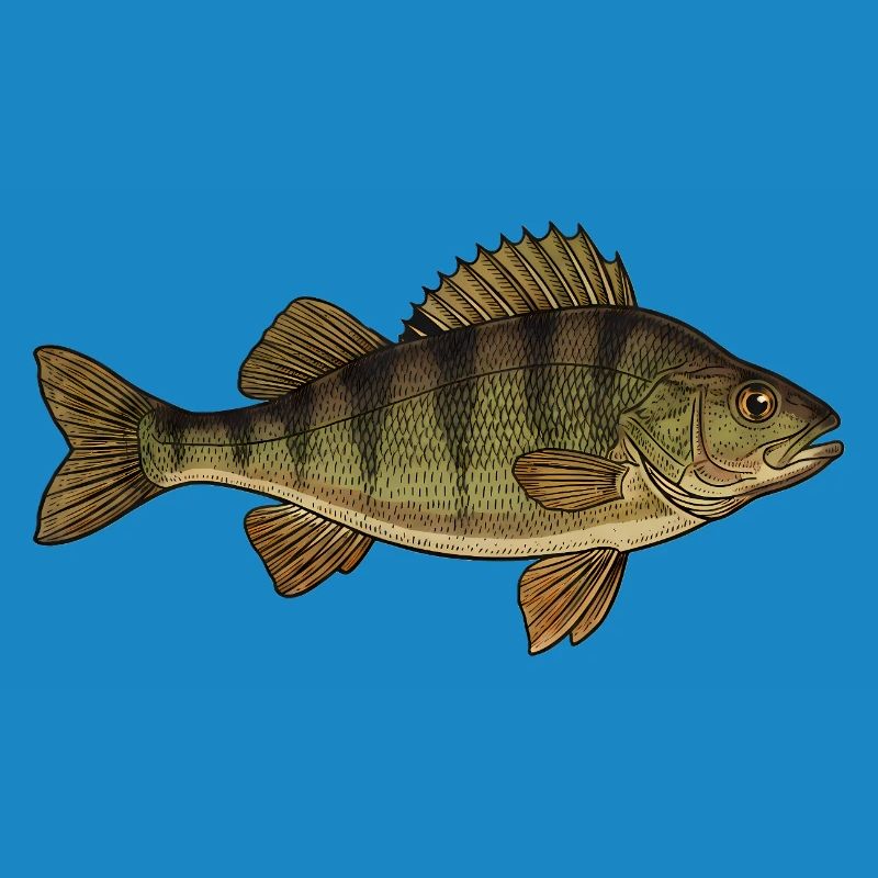 Realistic Perch Fish Vector