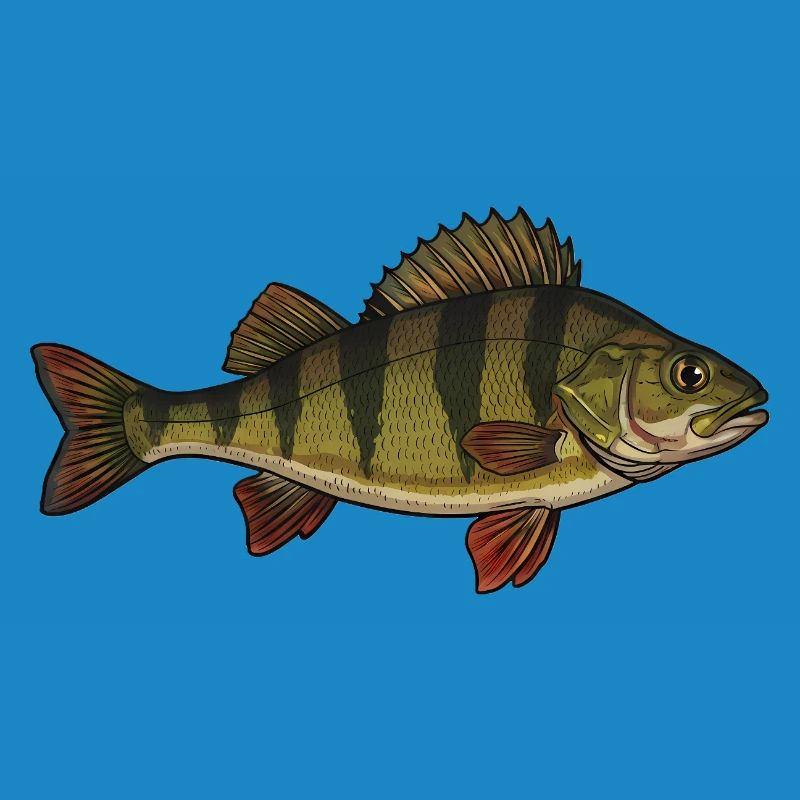 Realistic Perch Fish Vector