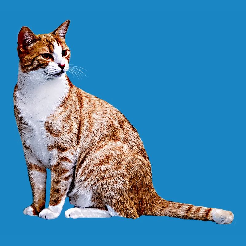 Chat Chat Chat Cat Cats Amour de chat