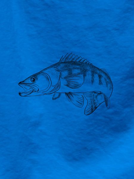 pike-perch