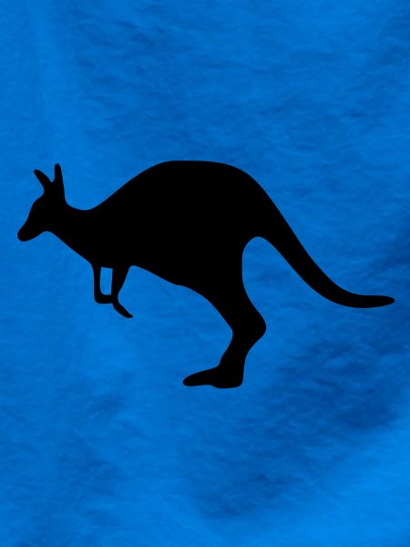 Känguru kangaroo Australien