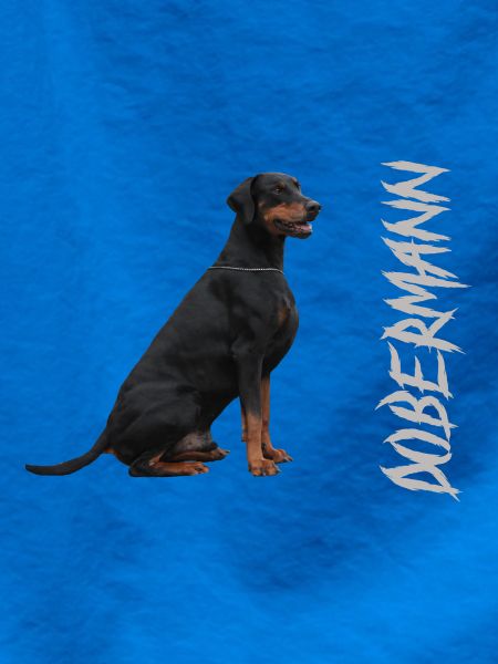 Dobermann,Hundesport,Hunderasse,Wachhund,Haustiere
