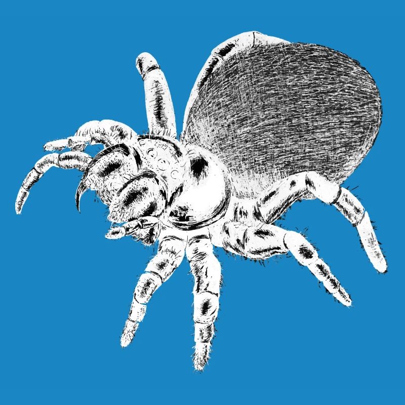 Araignée - Insecte