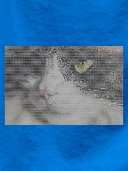 Katzenporträt im Glitch-Look