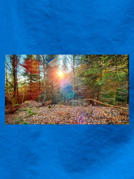 Sonnenlicht im Herbstwald