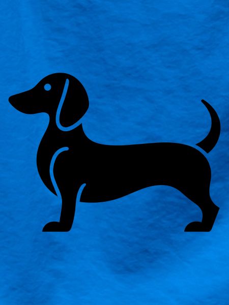 dachshund