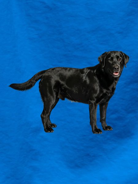 Schwarzer Labrador im Profil