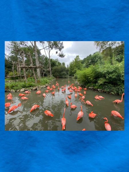Flamingos im Sumpf