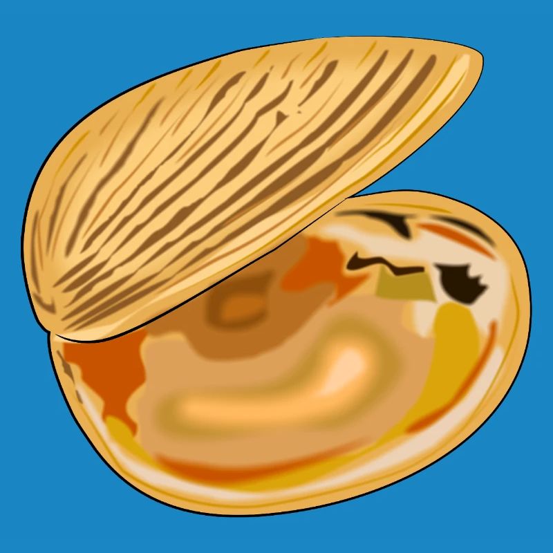 Shell unfolded