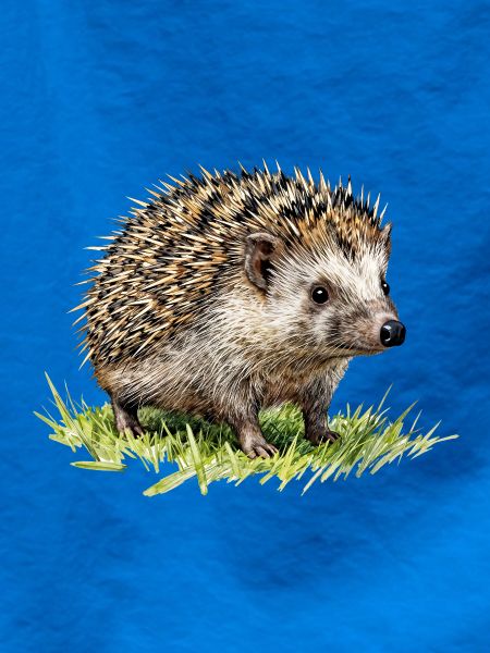Aquarell Igel im Gras