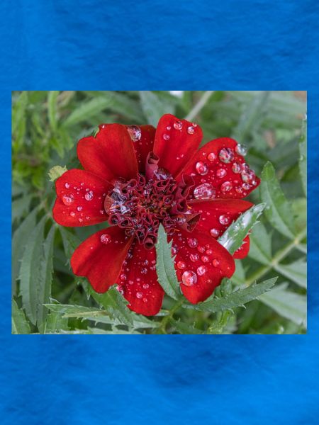 Rote Kleinblattblüte, bedeckt mit Wassertropfen,