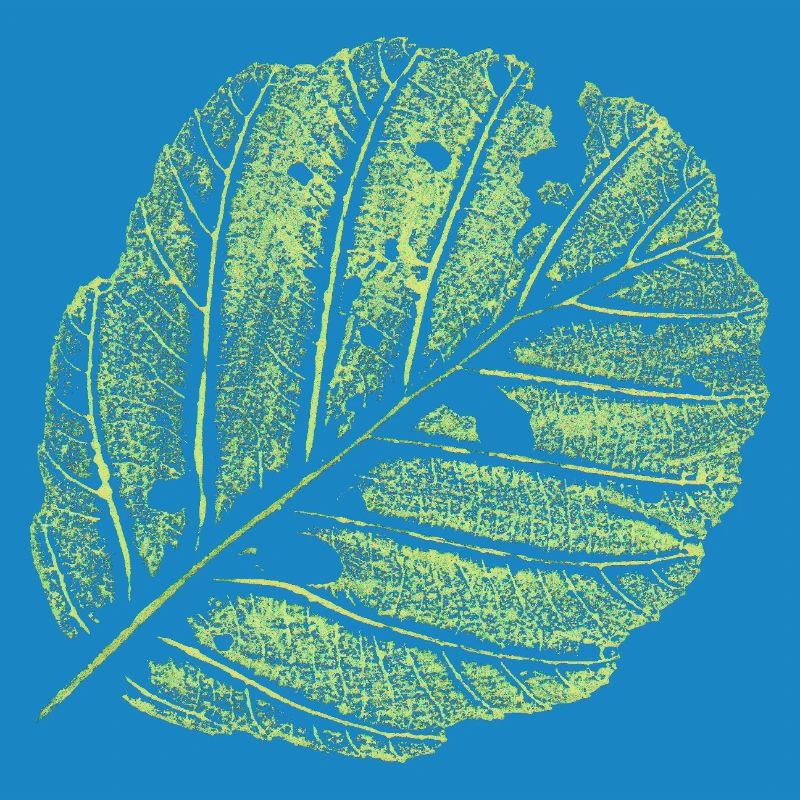 Leaf / Alder