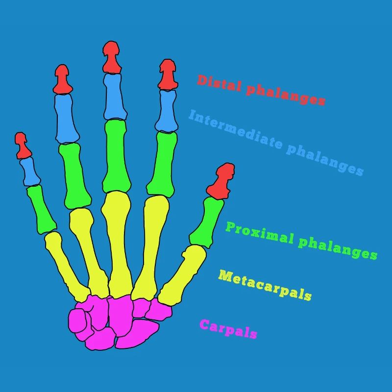 Hand Bone Anatomy Human Evolution Physio