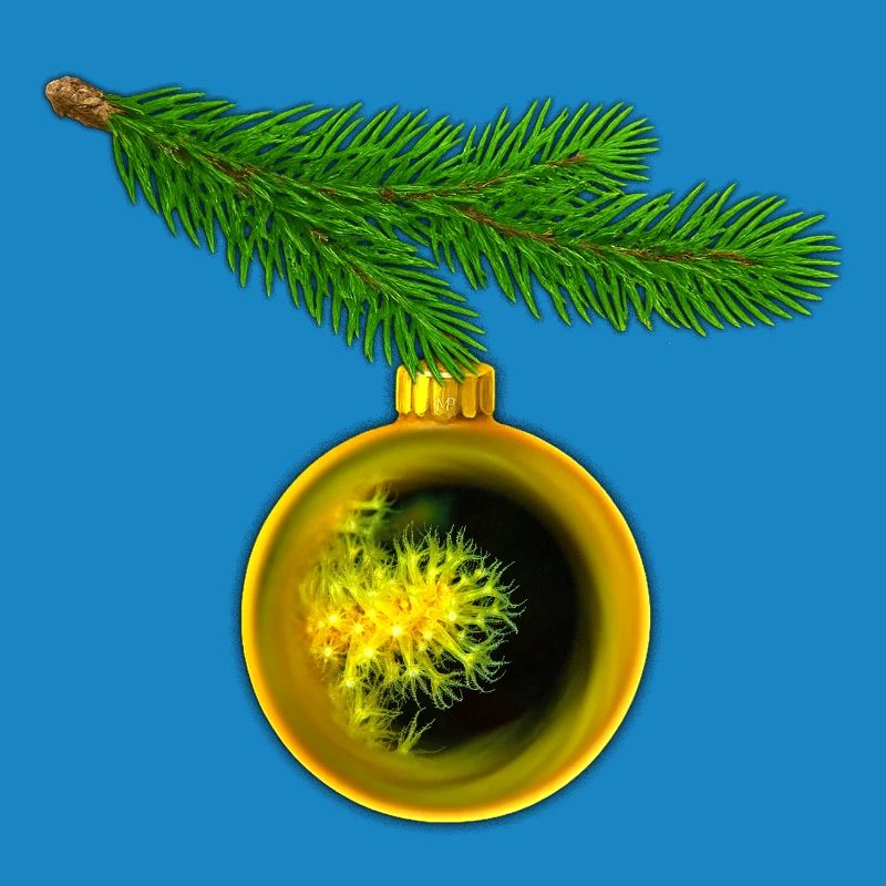 Weihnachtskugel mit Krustenanemonen am Tannenzweig